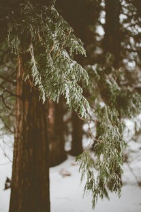 雪覆林间松枝