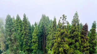茂密森林绿意盎然