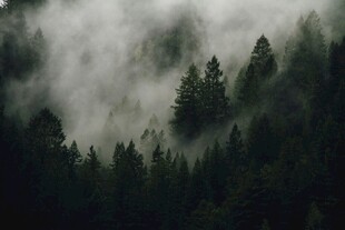 云雾缭绕的茂密森林