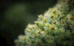 微观视角下的绿色植物细节