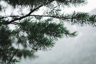 松枝低垂于朦胧水面