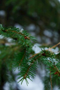 雪覆松枝