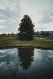湖畔孤松倒影静谧美景