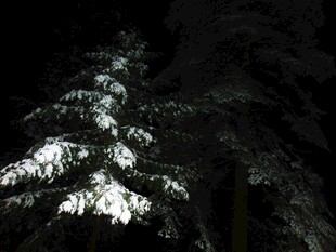 夜中雪覆松树景观