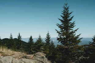 山林中的挺拔松树
