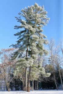 雪覆松树美景