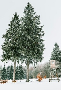 冬日雪松景观