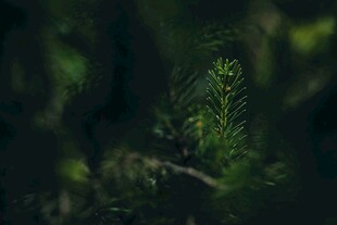 林中翠绿植物特写