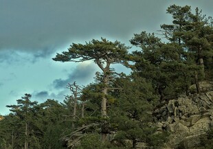 山间挺拔松树风景图