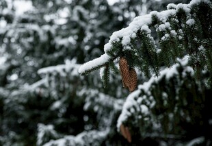 雪覆松枝的冬日景致