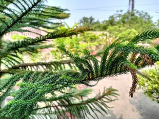 翠绿松枝与繁茂绿植景观