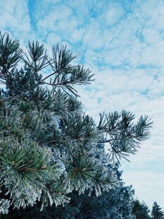 雪覆松枝 冬日清新景致