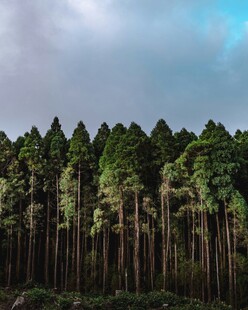 茂密森林景观