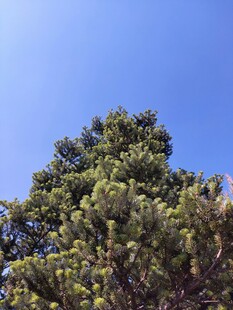 蓝天映衬下的茂密松树
