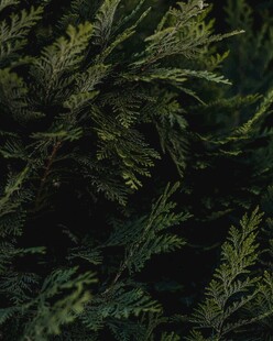 翠绿蕨类植物叶片特写