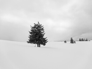 雪地孤松景观