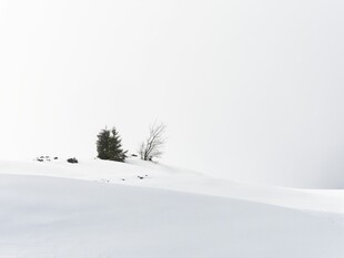 雪坡上的孤树