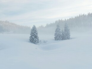 冬日雪景中的静谧松林