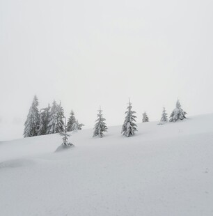 雪覆山坡上的几棵松树