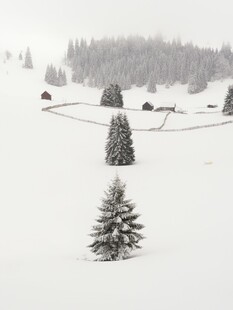 雪覆山林中的挺拔松树