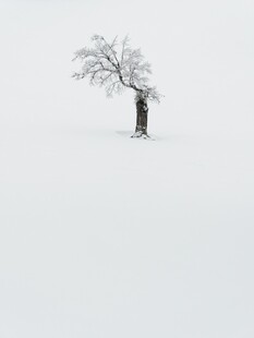 雪野孤树