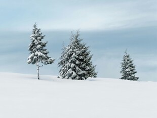雪覆松树的冬日美景
