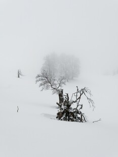 雪野孤树