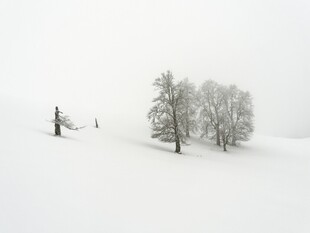 雪野中的孤树