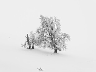 雪覆孤树景