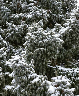 雪覆松枝的冬日美景