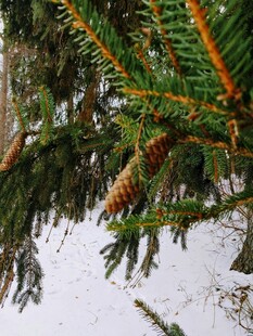 雪覆松枝与松果