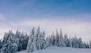 雪覆松林的冬日美景