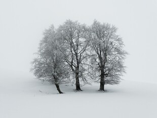 雪野中的孤独树木