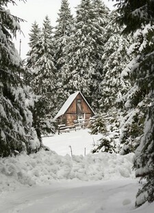雪林中的静谧小屋