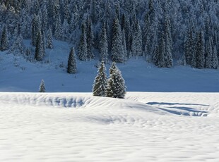 冬日雪景中的静谧山林
