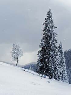 雪覆山林美景