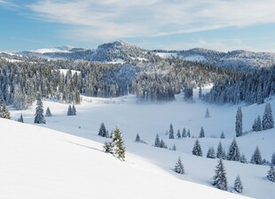 冬日雪覆山林美景