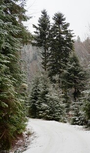 雪覆山林间的蜿蜒小路