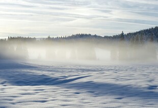 雪地晨雾中的静谧山林