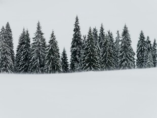 冬日雪覆松林美景