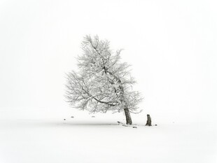 雪中小树旁的孤独身影