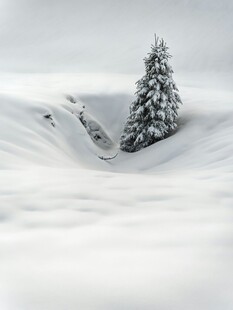 雪野孤松