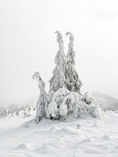 雪覆树木的冬日美景