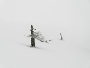 雪野孤树