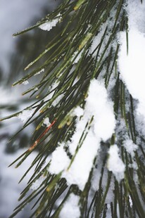 雪覆松针美景