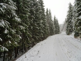 雪覆林间路