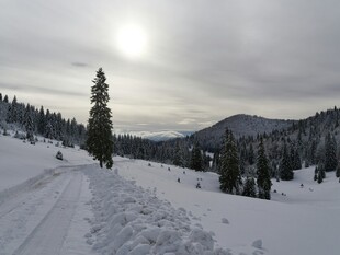 冬日雪景中的静谧雪路