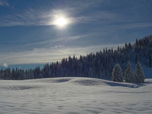 冬日雪野山林美景