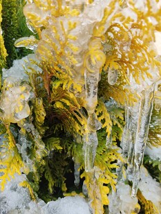 冰雪覆盖的金黄植物景观