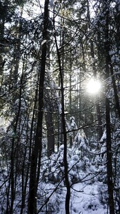 冬日雪覆森林阳光洒落